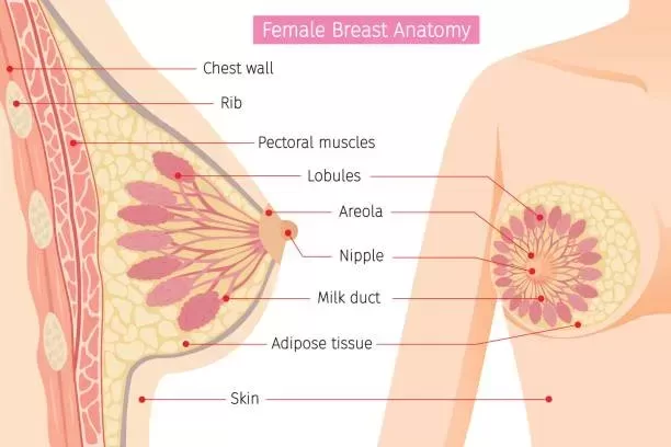 Breasts: Anatomy, Health, and Myths